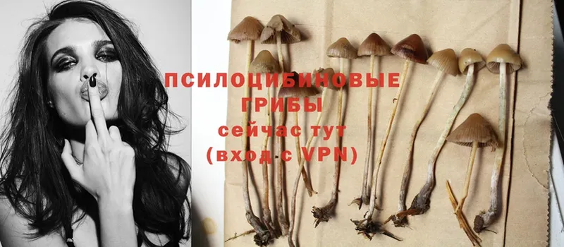 Галлюциногенные грибы Magic Shrooms  Знаменск 